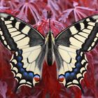 Schwalbenschwanz oder Old World Swallowtail (Papilio machaon) 2