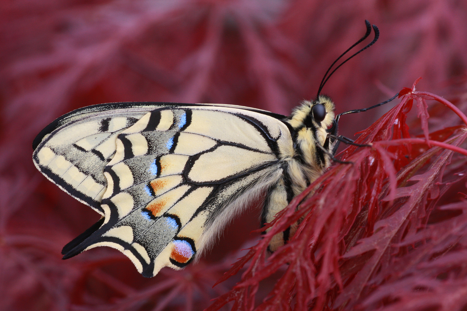 Schwalbenschwanz oder Old World Swallowtail (Papilio machaon) 3