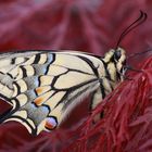 Schwalbenschwanz oder Old World Swallowtail (Papilio machaon) 3
