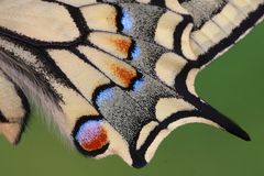 Schwalbenschwanz oder Old World Swallowtail (Papilio machaon) 4