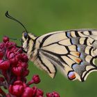 Schwalbenschwanz oder Old World Swallowtail (Papilio machaon) 5