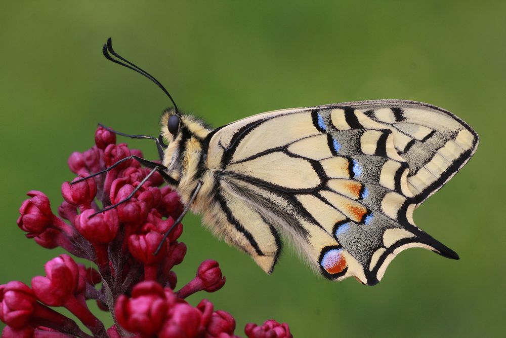 Schwalbenschwanz oder Old World Swallowtail (Papilio machaon) 5
