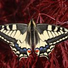 Schwalbenschwanz oder Old World Swallowtail (Papilio machaon)