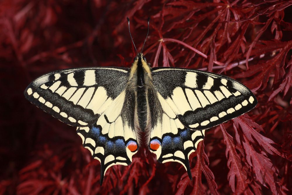 Schwalbenschwanz oder Old World Swallowtail (Papilio machaon)
