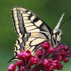 Schwalbenschwanz oder Old World Swallowtail (Papilio machaon) 6