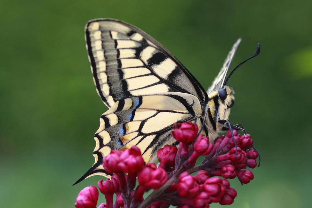 Schwalbenschwanz oder Old World Swallowtail (Papilio machaon) 6