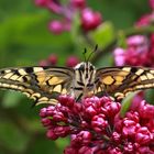 Schwalbenschwanz oder Old World Swallowtail (Papilio machaon) 7