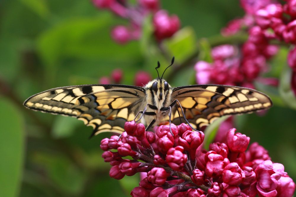 Schwalbenschwanz oder Old World Swallowtail (Papilio machaon) 7