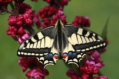 Schwalbenschwanz oder Old World Swallowtail (Papilio machaon) 8