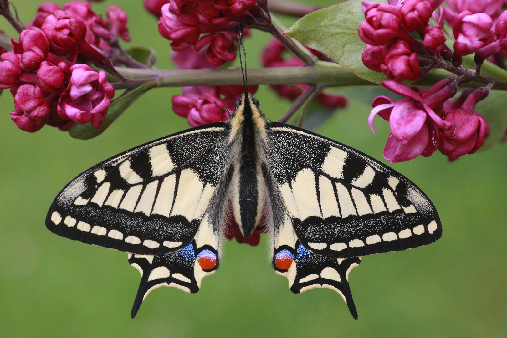 Schwalbenschwanz oder Old World Swallowtail (Papilio machaon) 9