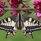 Schwalbenschwanz oder Old World Swallowtail (Papilio machaon) 9