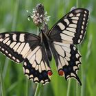 Schwalbenschwanz oder Swallow Tail (Papilio machaon)