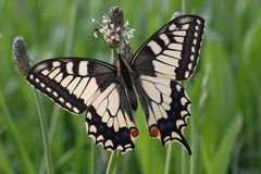 Schwalbenschwanz oder Swallow Tail (Papilio machaon)