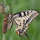 Schwalbenschwanz oder Swallow Tail (Papilio machaon)