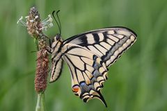 Schwalbenschwanz oder Swallow Tail (Papilio machaon)