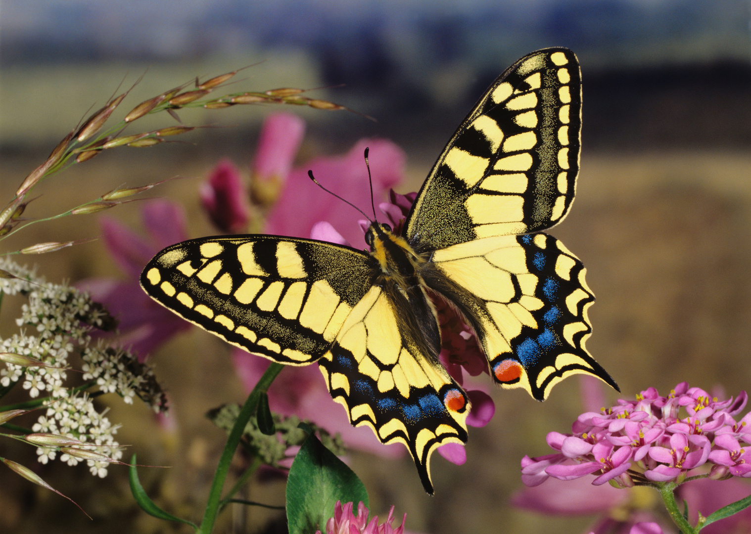 Schwalbenschwanz, Old World swallowtail, Papilio machaon, in Sommerwiese