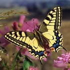 Schwalbenschwanz, Old World swallowtail, Papilio machaon, in Sommerwiese