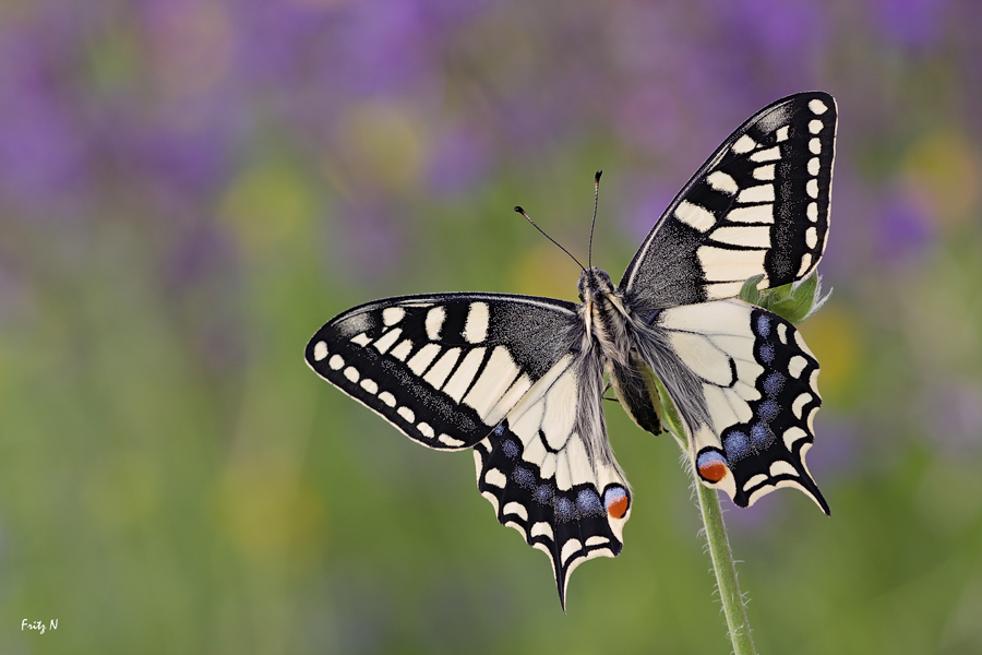 Schwalbenschwanz ( Papilia machaon )