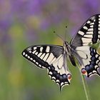 Schwalbenschwanz ( Papilia machaon )