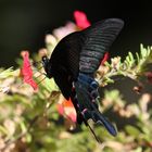 Schwalbenschwanz Papilio arcturus