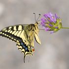 Schwalbenschwanz (Papilio cresphontes)