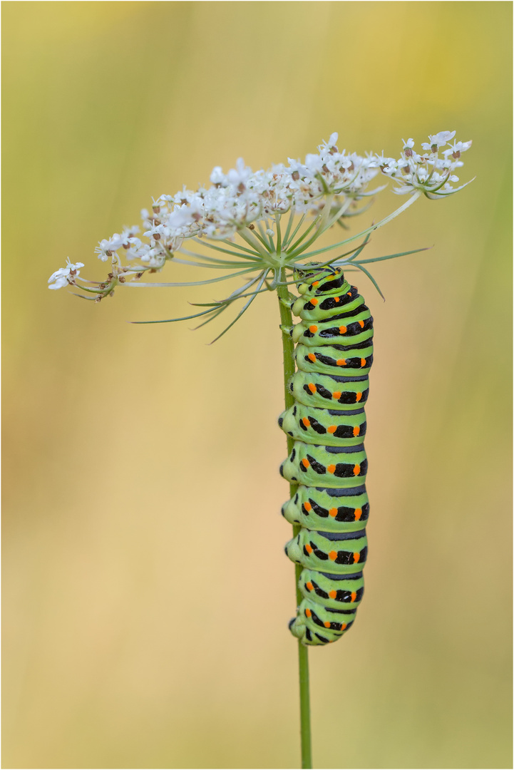 Schwalbenschwanz (Papilio machaon)