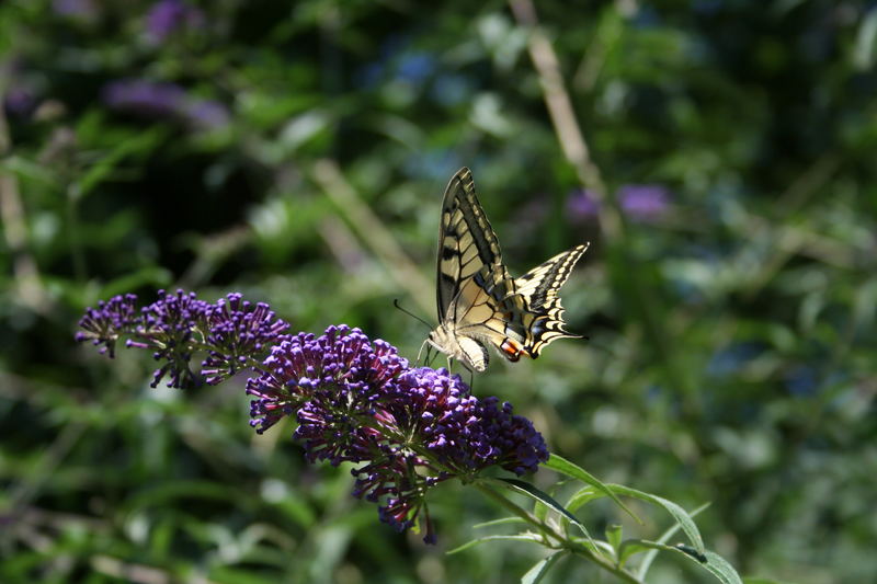 Schwalbenschwanz (Papilio machaon)