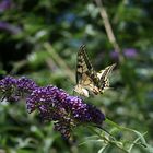 Schwalbenschwanz (Papilio machaon)