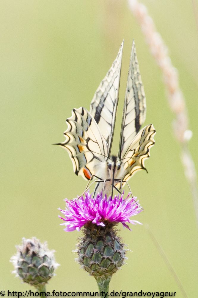 Schwalbenschwanz (Papilio machaon)