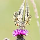 Schwalbenschwanz (Papilio machaon)