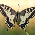 Schwalbenschwanz - Papilio machaon