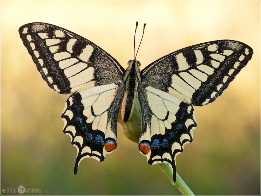 Schwalbenschwanz - Papilio machaon