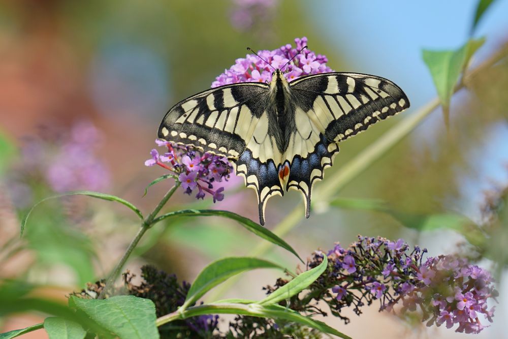 Schwalbenschwanz (Papilio machaon)