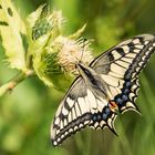 Schwalbenschwanz (Papilio machaon)