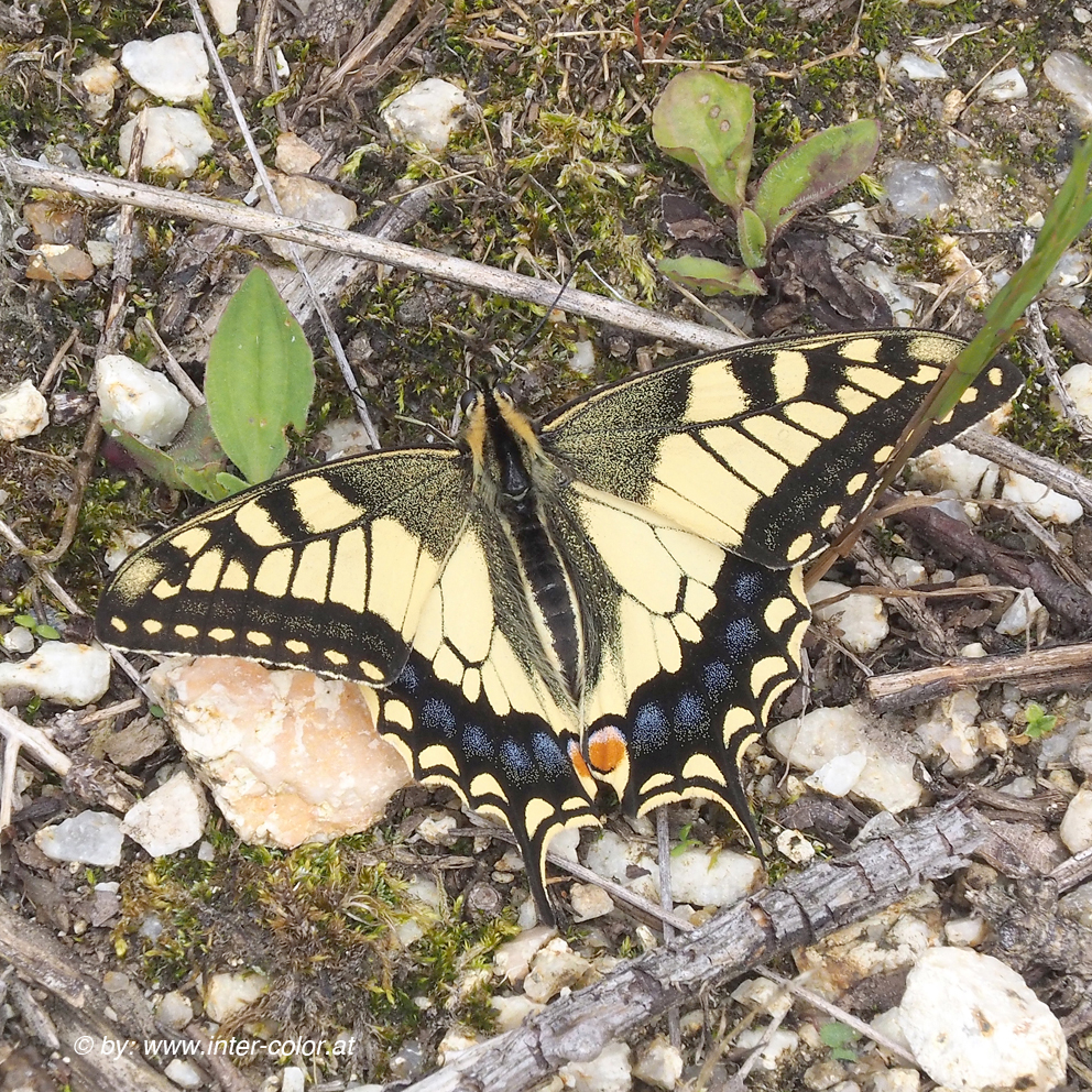 Schwalbenschwanz, Papilio machaon