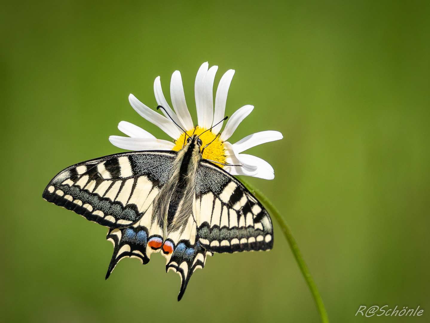 Schwalbenschwanz (Papilio machaon)