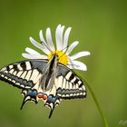 Schwalbenschwanz (Papilio machaon)