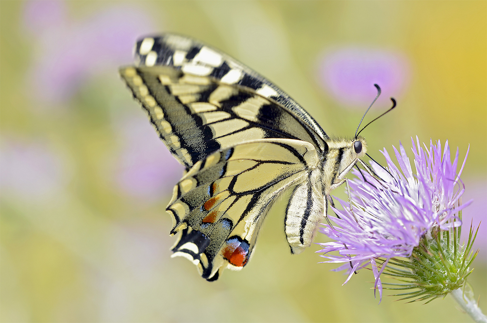 Schwalbenschwanz (Papilio machaon)