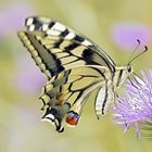 Schwalbenschwanz (Papilio machaon)