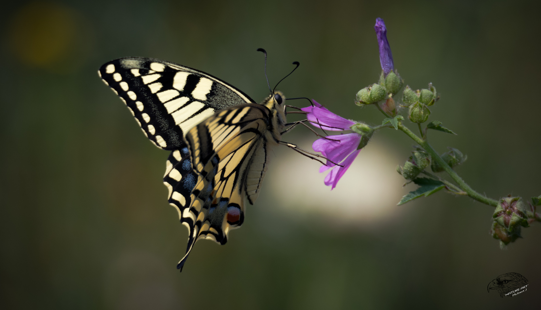 °°°°°Schwalbenschwanz (Papilio machaon)°°°°°°