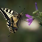 °°°°°Schwalbenschwanz (Papilio machaon)°°°°°°