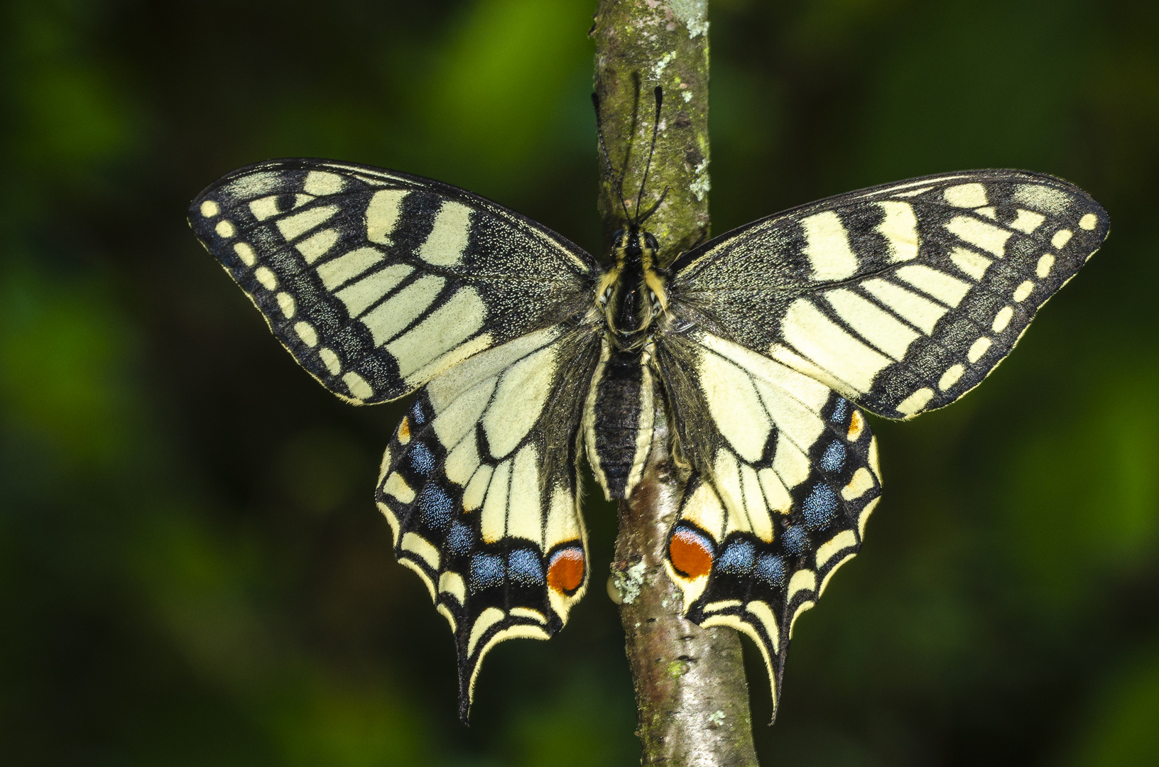 Schwalbenschwanz (Papilio machaon)