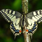 Schwalbenschwanz (Papilio machaon)