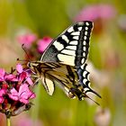 Schwalbenschwanz (Papilio machaon)