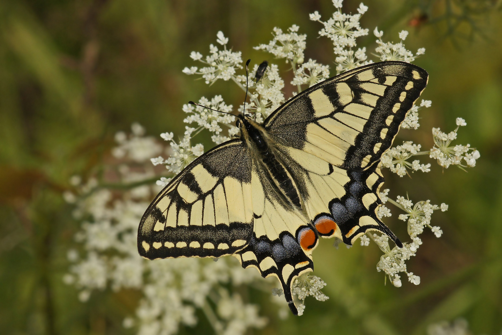 Schwalbenschwanz (Papilio machaon)