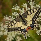 Schwalbenschwanz (Papilio machaon)