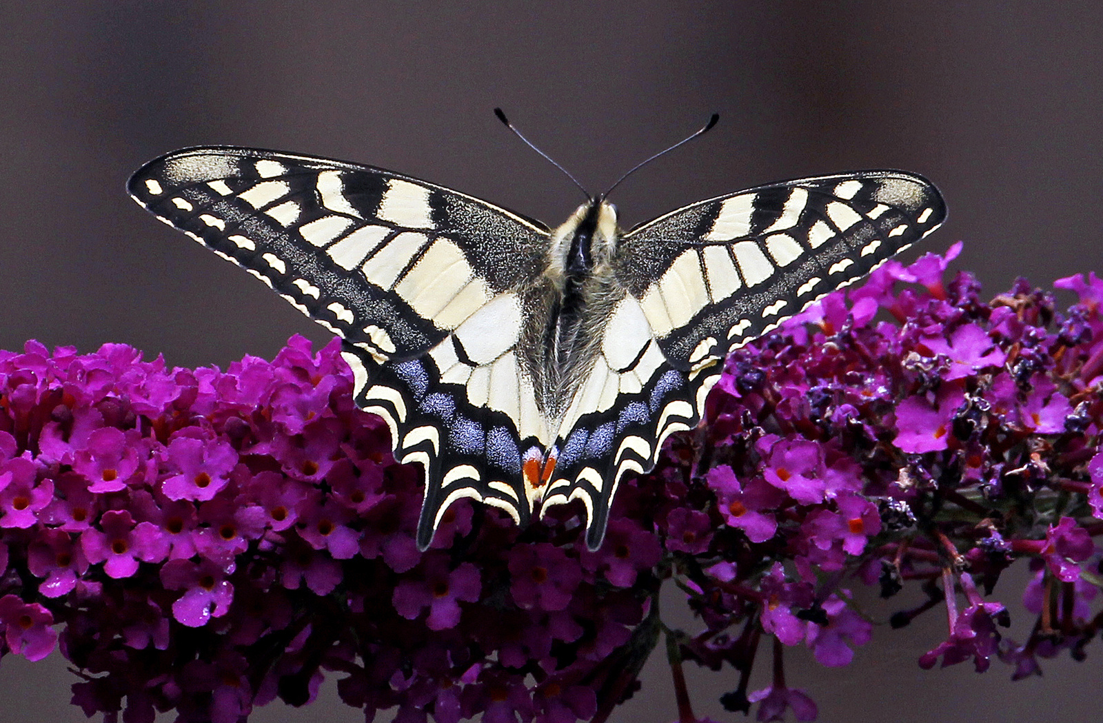 Schwalbenschwanz (Papilio machaon)-1