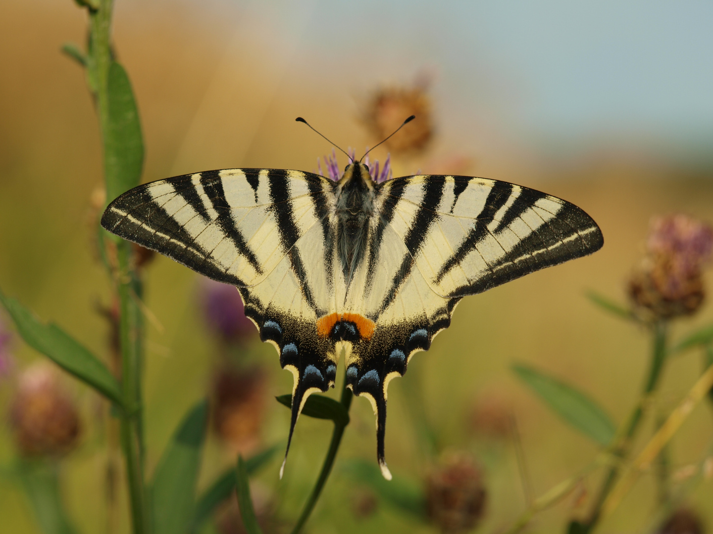 Schwalbenschwanz ( Papilio machaon )?1?!