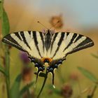 Schwalbenschwanz ( Papilio machaon )?1?!