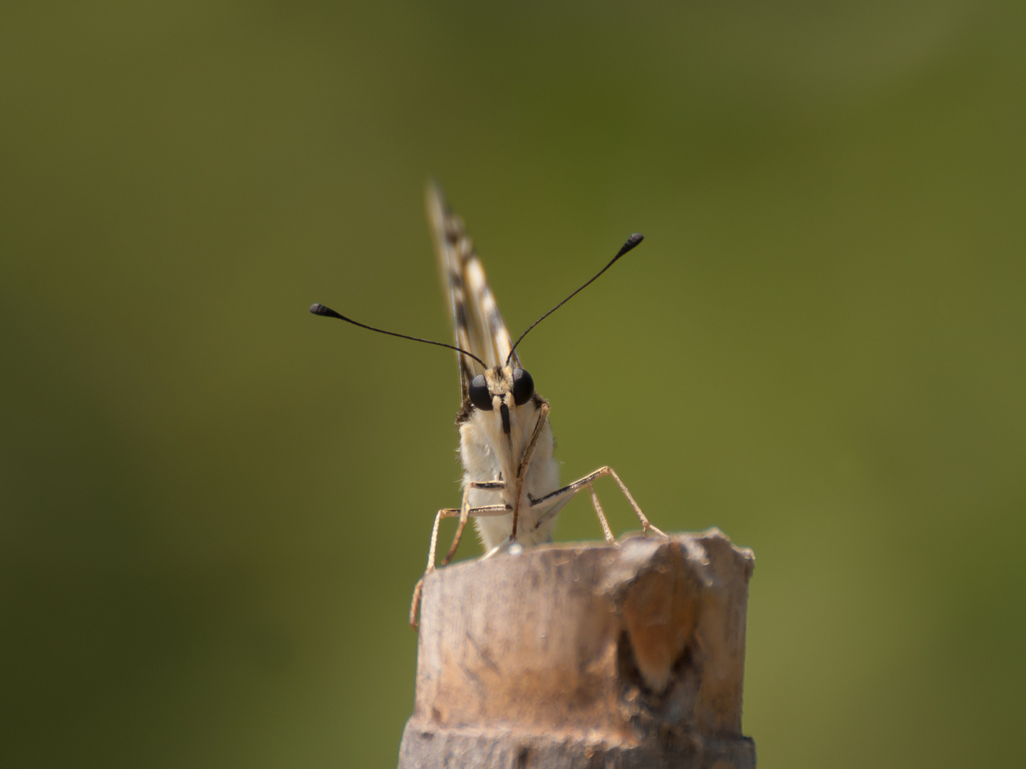 Schwalbenschwanz (Papilio machaon)